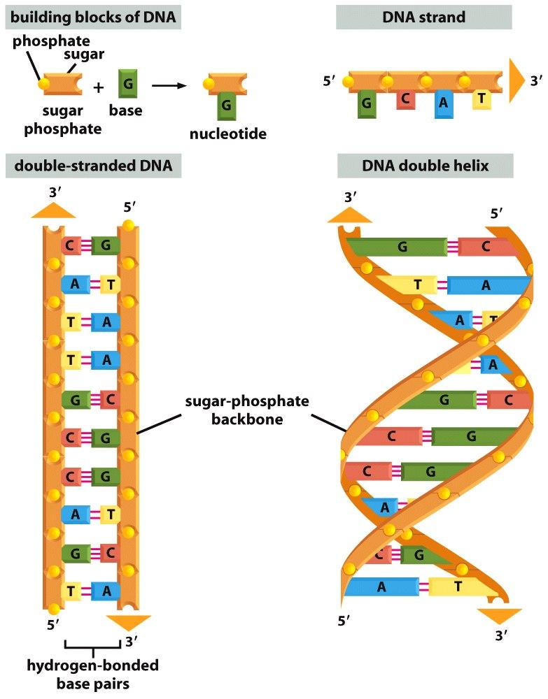 Figure 4-3 Molecular Biology of