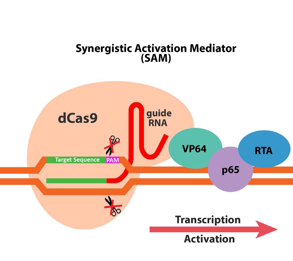 2 Custom Genomic Locus Targeting by dcas9 Double-Mutant Cas9 The Cas9 double-mutant (dcas9) is unable to cleave DNA, type enzyme.