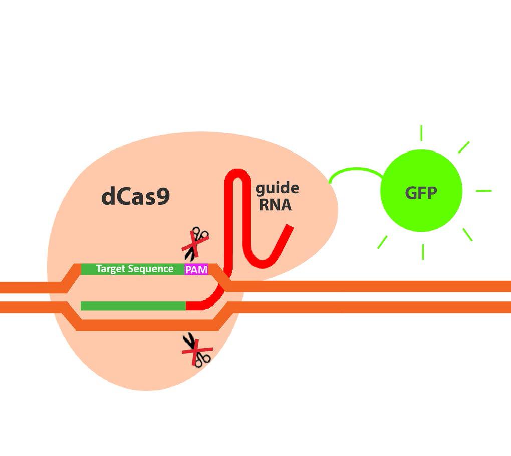 Transcription Activation by dcas-sam Synergistic activation mediators (SAM) linked to dcas9 Only two components are needed: the dcas9-sam and the sgrna. Easy!