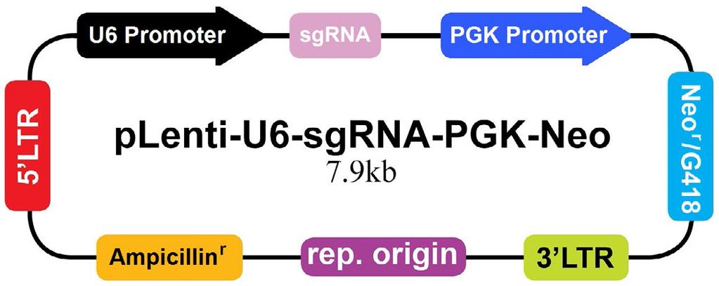 Genome-wide sgrna Libraries at Your Fingertips!