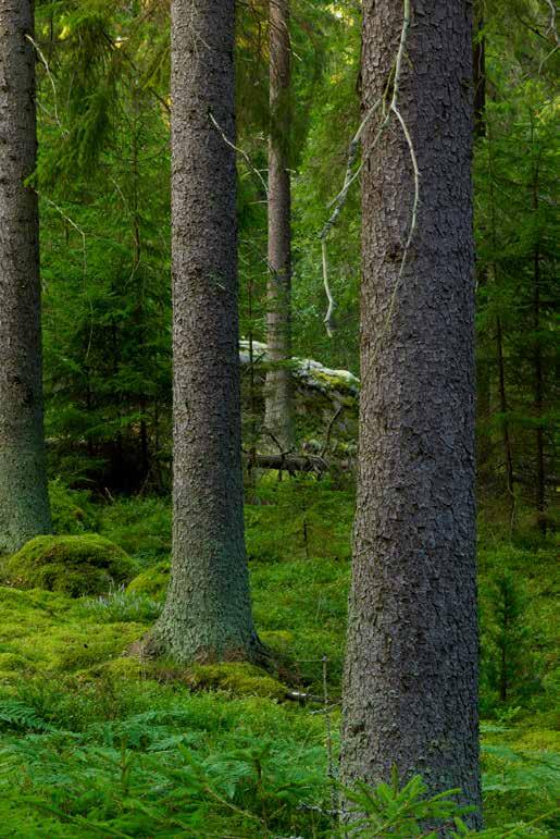Your first possibility: Traceability When you buy paper from us you know exactly where your paper comes from and you are guaranteed that the fresh fibre is taken from a Swedish forest which is