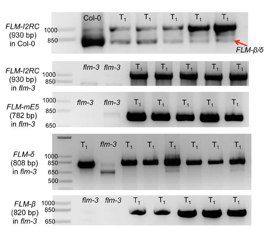 Supplementary Figure 7. Transgenes are expressed in the T1 lines. Expression of specific splice forms in transgenic lines in the flm-3 background at 27 ºC short days.