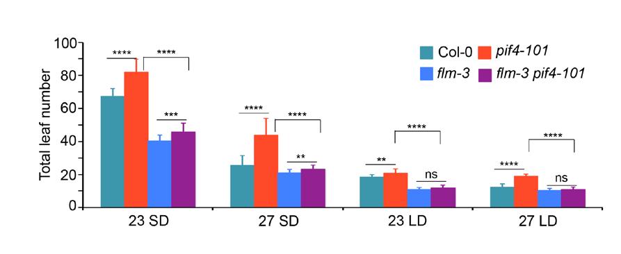 Supplementary Figure 10. flm-3 is epistatic to pif4-101. Flowering time measured as total leaf number in different genotypes across multiple conditions.
