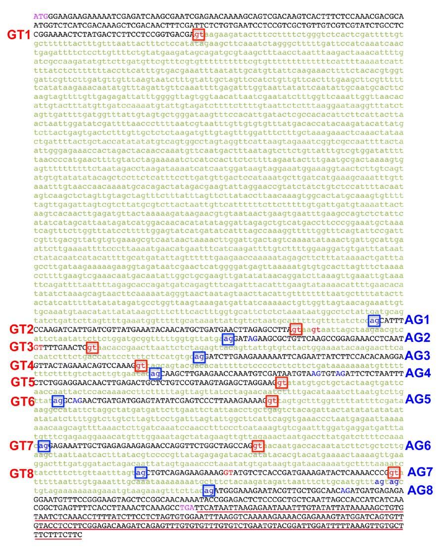Supplementary Figure 1. Genomic sequence of FLM along with the splice sites. Sequencing of cdnas reveals FLM undergoes extensive alternative splicing.