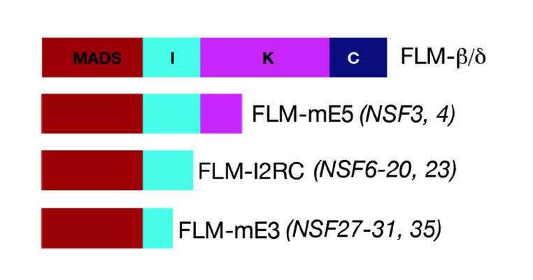 Supplementary Figure 2. A schematic of the predicted proteins likely to be formed due to alternative splicing of FLM.