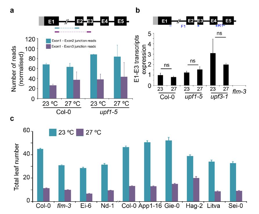Supplementary Figure 6. Temperature does not affect levels of FLM-δ. (a) Comparison of reads that map to E1-E2 or E1-E3 junctions from RNA-seq data. No significant differences could be seen.