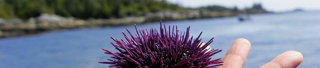 MESSAGE FROM THE IMPLEMENTATION TEAM The Central Coast Marine Plan outlined a vision, objectives and strategies for the stewardship and management of the Central Coast s coastal and marine areas, and