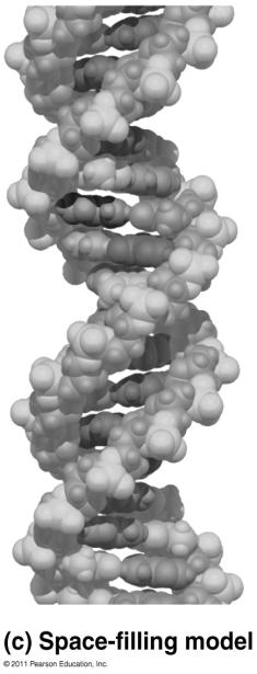Chapter 16 DNA: The Genetic Material The Nature of Genetic Material Chromosomes - DNA and protein Genes are subunits DNA = 4 similar nucleotides C(ytosine)