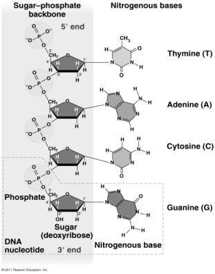 Chemical Nature of Nucleic Acids DNA made up of nucleic acids Each nucleotide is composed of a five carbon sugar, a phosphate group, and a nitrogenous ( organic)