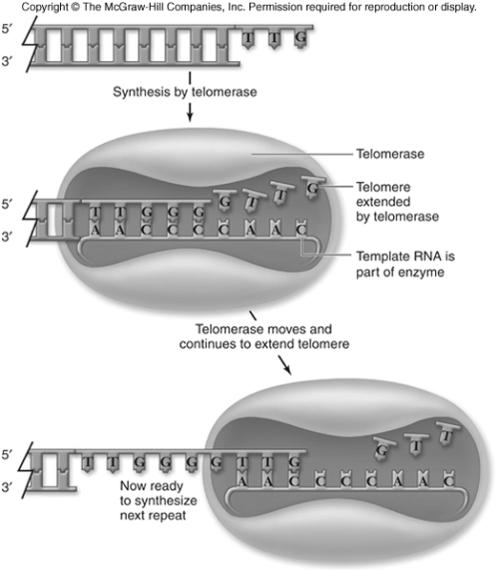 Telomerase makes telomeres Telomeres are short repeating DNA sequences made by Telomerase Uses internal RNA as template Eukaryotic replication Telomerase Relationship aging (senescence) and telomere