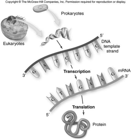 Gene expression, or conversion genotype to phenotype (DNA to RNA) = transcription RNA to protein = translation Oversimplification Retroviruses can convert RNA into DNA using reverse transcriptase