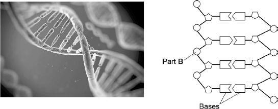 Q1.Figure 1 shows an image of a small section of DNA. Figure 2 shows the structure of a small section of DNA. Figure 1 Figure 2 Svisio/iStock/Thinkstock (a) What is Part B?