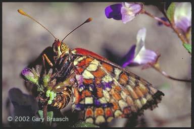 Animal and plant life is changing 2/3 of European butterfly species