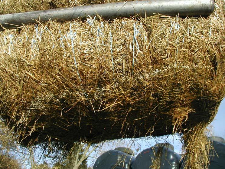 Visually, there were very few differences between the silage treatments. But our scientific tests proved otherwise.