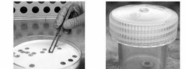 Figure 1 (left): Ten µl of the test organism inoculum being removed with a positivedisplacement pipette Figure 2 (right): The inoculum being placed at the centre of disk carrier Figure 3 (left):