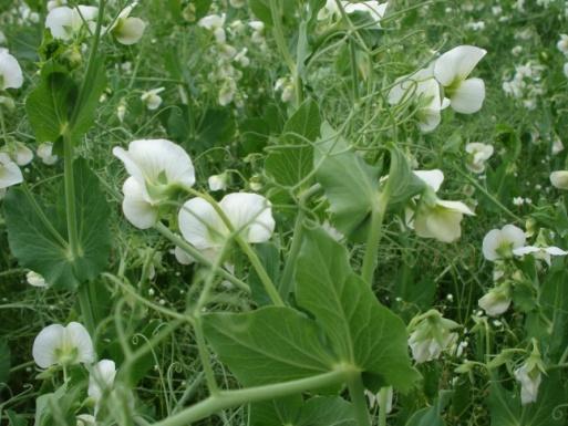 of legume crops in ecological focus areas (greening in Pillar