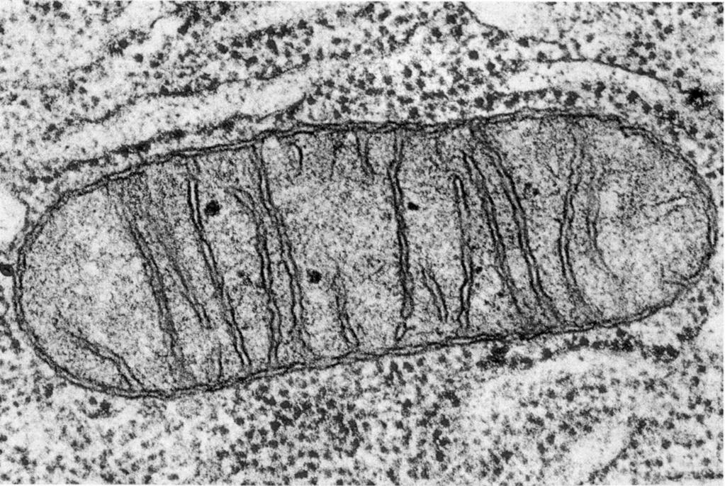 2 Answer all the questions 1 Fig. 1.1 is an electron micrograph of a mitochondrion. A 0.7 m Fig. 1.1 (a) State the function of mitochondria.