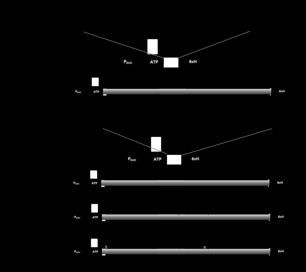 S-10 Figure S5. Construction scheme of the pbad-mrs mutant plasmids.