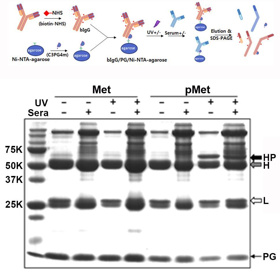 S-13 Figure S8. SDS-PAGE profiles of FcBP-bound proteins.