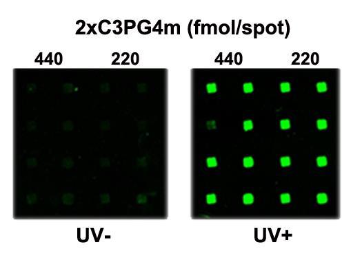S-14 Figure S9. Comparison of detection sensitivity of EGFR proteins in human sera using EGFRhmAb arrays depending on UV irradiation.