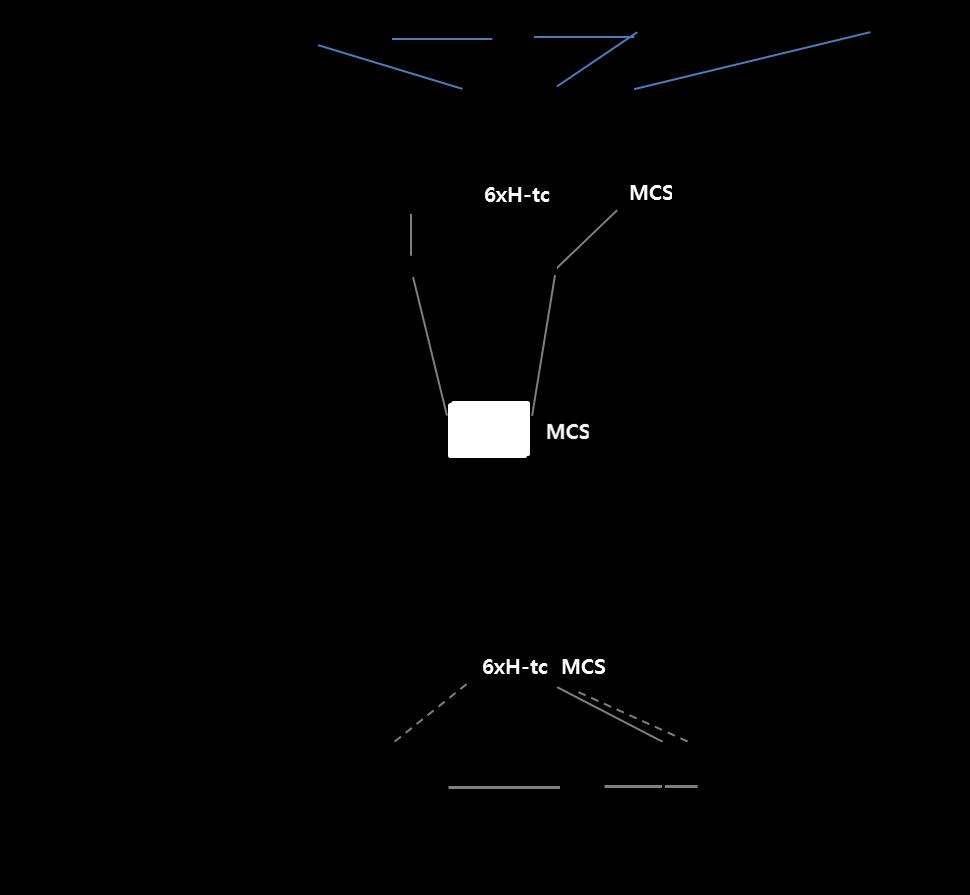S-6 Figure S1. Construction scheme of pet-28at vector.
