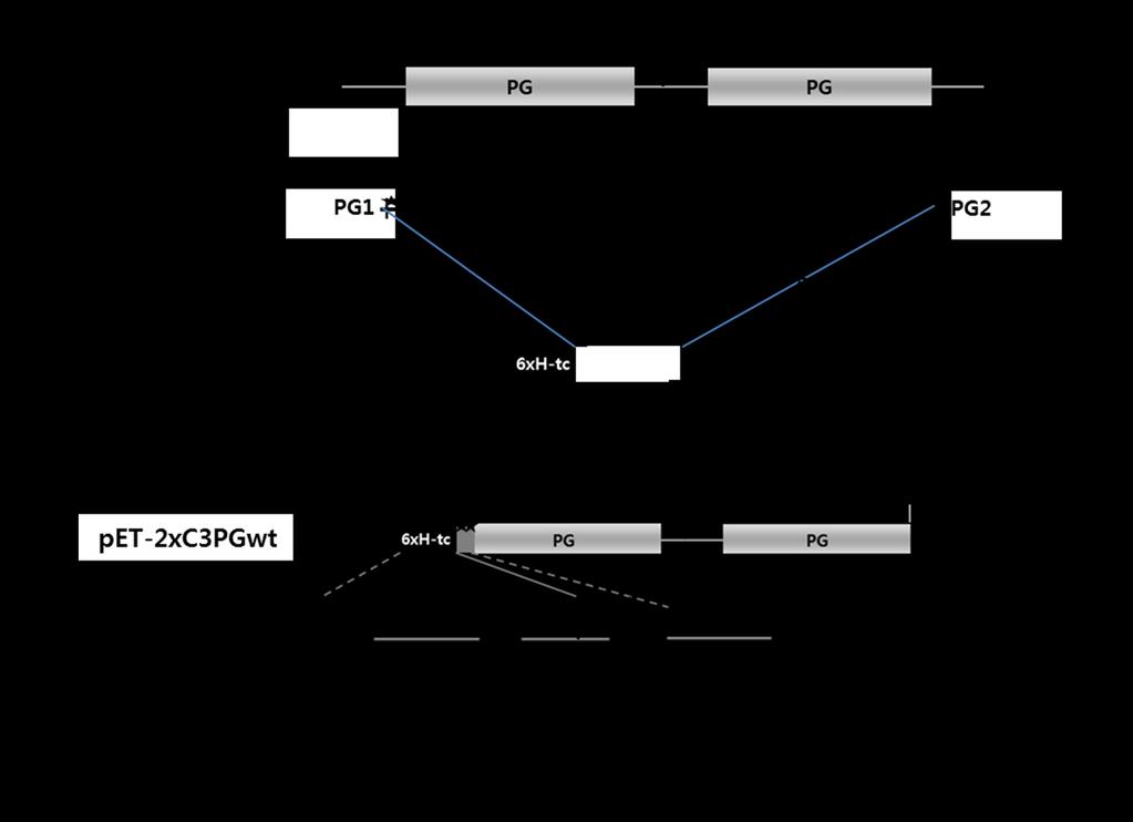 S-7 Figure S2. Construction scheme of the pet-2xc3pgwt plasmid with two C3 domains of protein G.