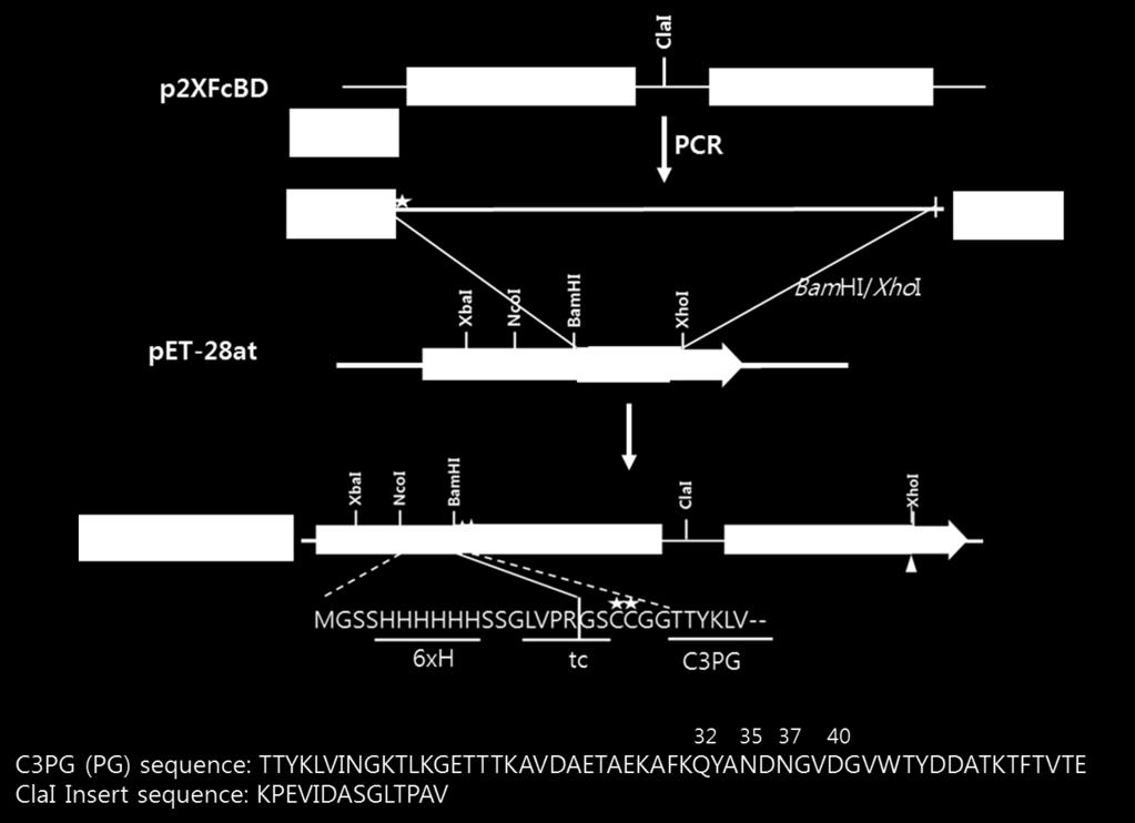 extraction kit (Promega Co.). The purified DNA was cloned into the BamHI/XhoI sites of pet-28at vector (Figure S1).