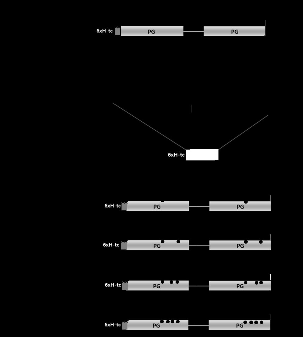 S-8 Figure S3. Construction scheme of the pet-2xc3pg mutant plasmids with two C3 domains of protein G (2xC3PG). The scheme shows the construction method of pet-2xc3pg1m.