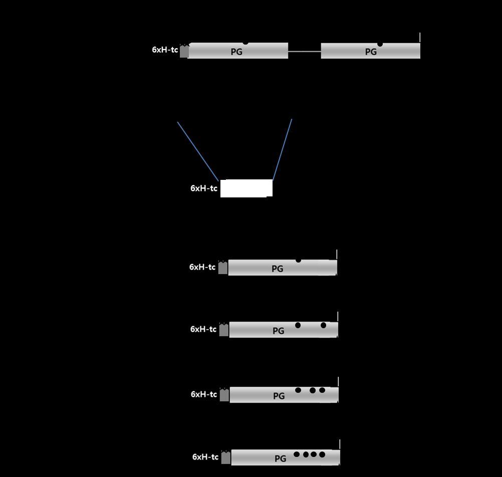 S-9 Figure S4. Construction scheme of the pet-c3pg mutant plasmids with a single C3 domain of protein G. The scheme shows the construction method of pet-c3pg1m.
