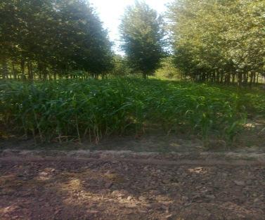 row with sorghum