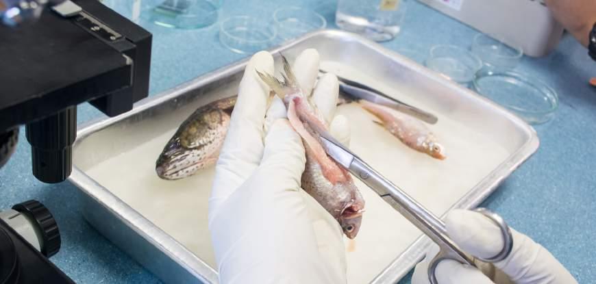 12 DEVELOPMENT OF FISH QUALITY LABORATORIES Promoter: Private Sector Participation: Estimated Investment Cost: Location: The project is aimed at sustaining access of Kenyan fish and fisheries
