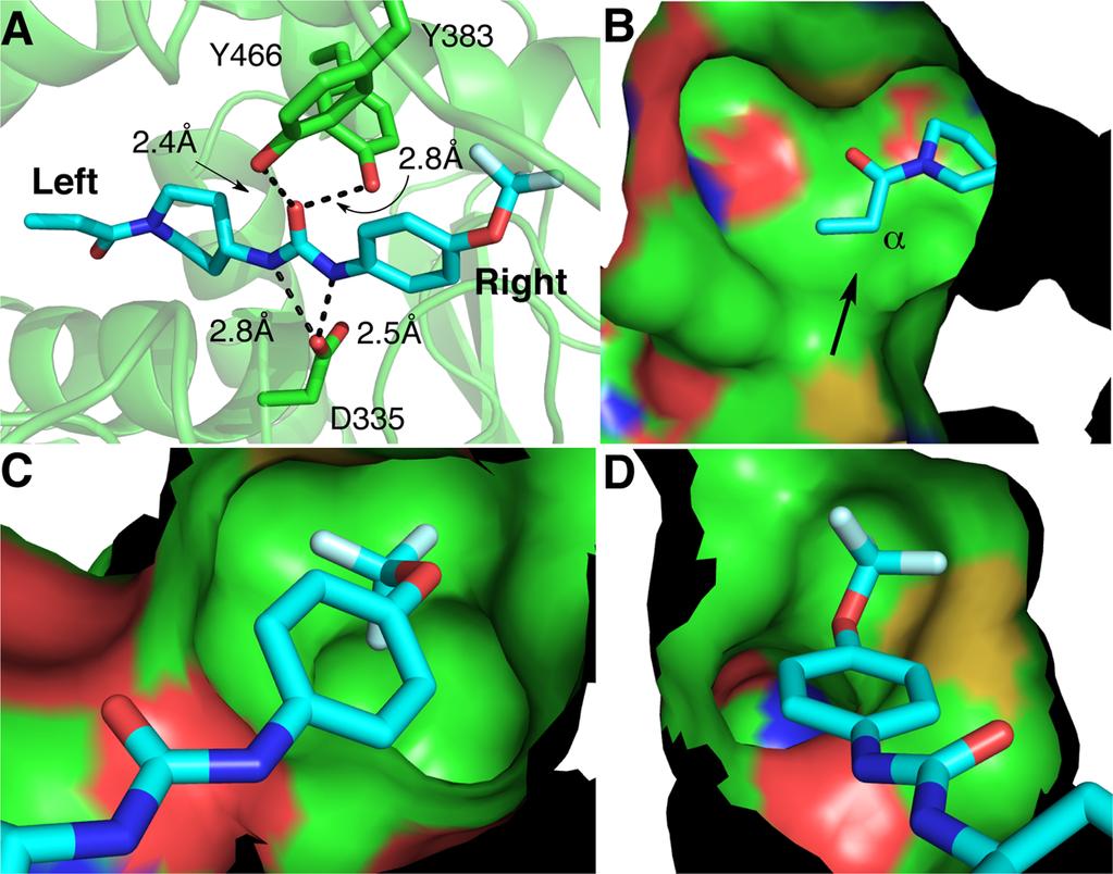 Figure 2. (A) Holo-crystal structure of human seh (green) with inhibitor 18 (TPPU) (cyan) (PDB code: 4OD0). (B) The left side of the tunnel of human seh with inhibitor 18 (cyan).
