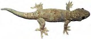 10 N 11 I 12 N 13 N 14 N 15 N SNAKES 16 I Plate 9 14: Gecko species 10. Oceanic gecko ( AS) 11.