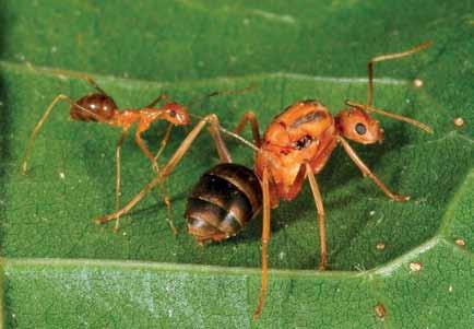 1. Introduction Many ant species that have been accidentally spread throughout the world have significant economic, environmental and social impacts in areas that they now infest.