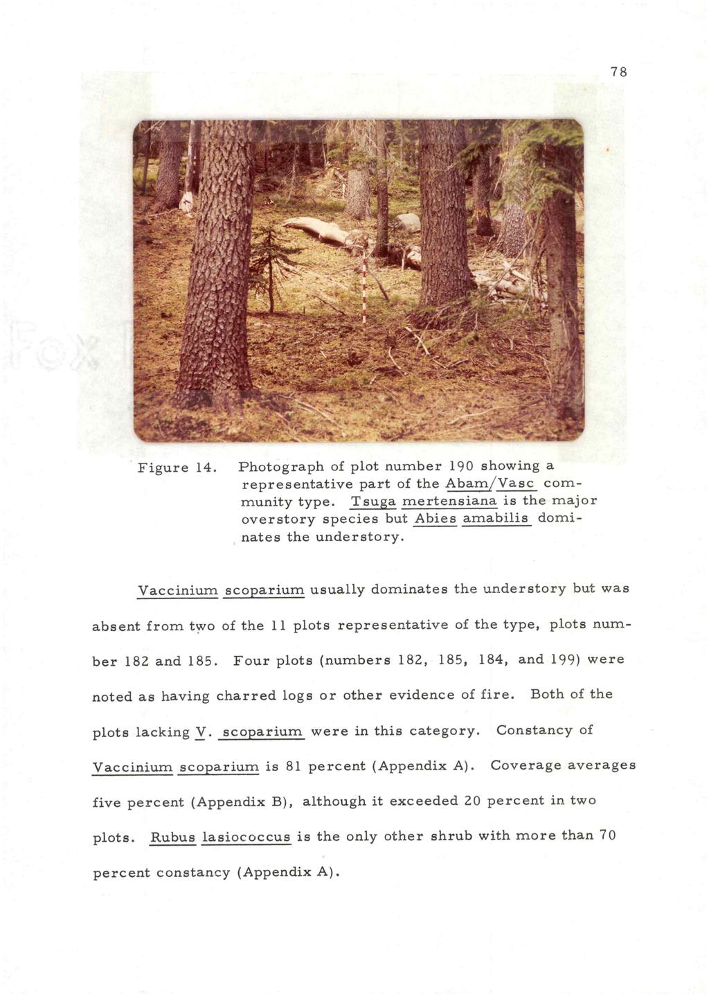 78 Figure 14. Photograph of plot number 190 showing a representative part of the Abam/Vasc community type. Tsuga mertensiana is the major overstory species but Abies amabilis dominates the understory.