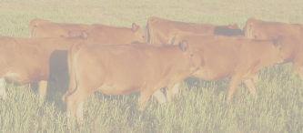 Beef cattle production system in north central Florida Third largest herd East of the