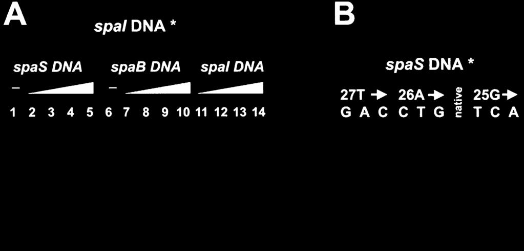 Non-radioactive dsdna derived from spa promoters (see Table S1) were investigated to replace the radioactively labelled spai promoter DNA encompassing 38 bp ( 32 P-PspaI38) from its SpaR complex.