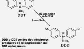 Biotransformation of DDT Aerobic dehydrochloration Anaerobic reductive