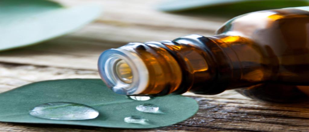 Eucalyptus Oil is produced by simple steam distillation. The produced Oil consists of the substance named cineole.