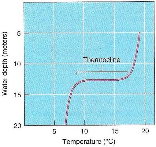 Thermal Stratification & Turnover in Temperate Lakes Thermal stratification More oxygen dissolves in water