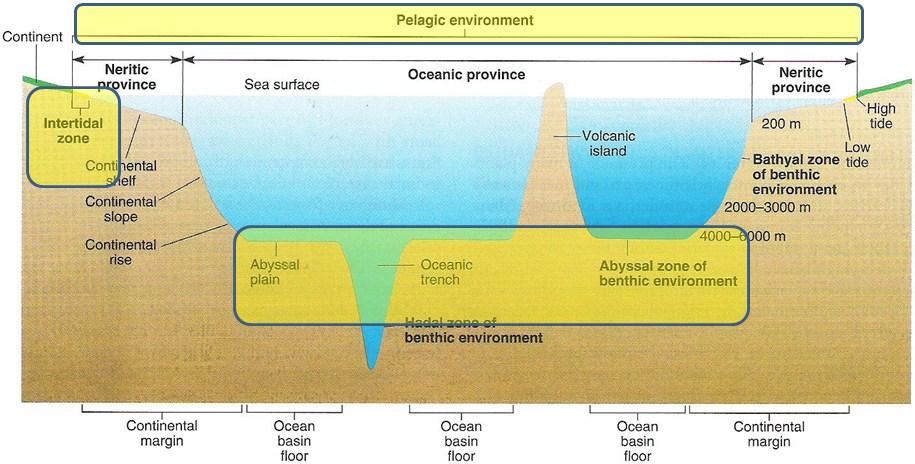MARINE ECOSYSTEMS Marine environment is subdivided into several