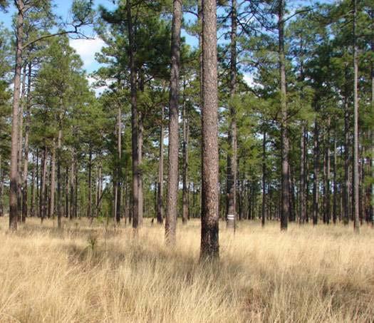 Longleaf Pine Forest (Ecosystem) Longleaf dominant Mixed stands acceptable No maximum BA/density Suitable ground