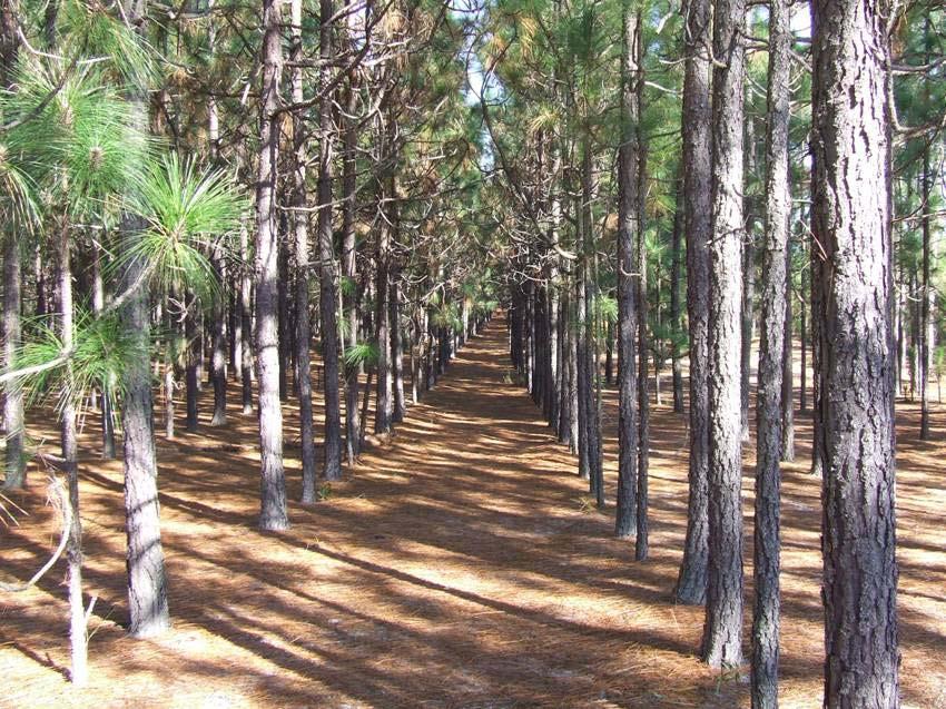 herbicides, and/or mechanical Timber harvest acceptable Must perpetuate longleaf and retain ground cover Longleaf