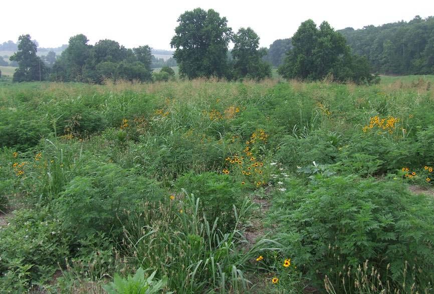 Early Successional Habitat Mix of grasses, legumes, wildflowers, vines, shrubs, and saplings At least 20% of ground cover