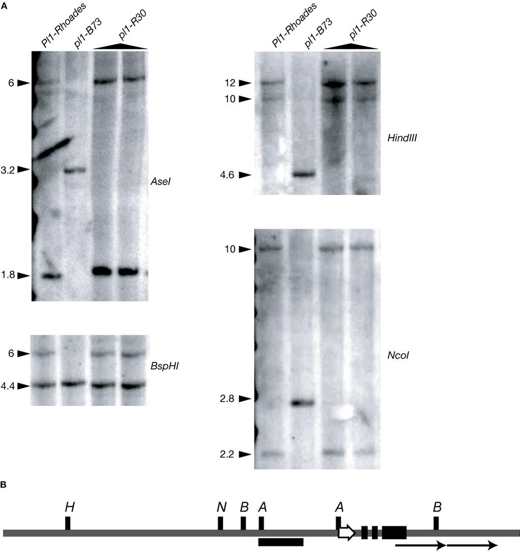 Supplemental Figure 5. DNA gel blot analysis of pl1-r30. (A) Hybridization analysis with indicated restriction enzymes. Pl1-Rhoades / Pl1-Rhoades (A619) and B73 were used as controls.
