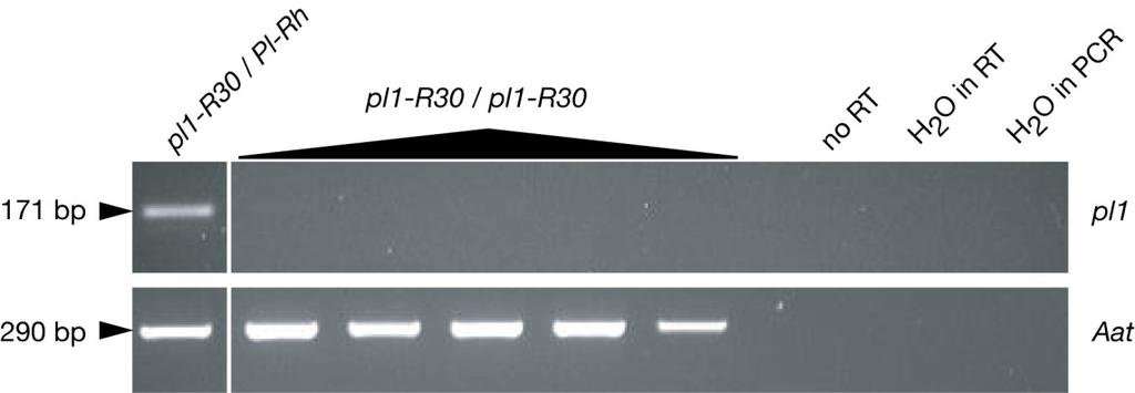 Supplemental Figure 6. RT-PCR analysis of pl1-r30.
