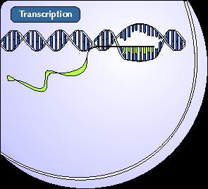 Major players in transcription mrna- type of RNA that encodes information