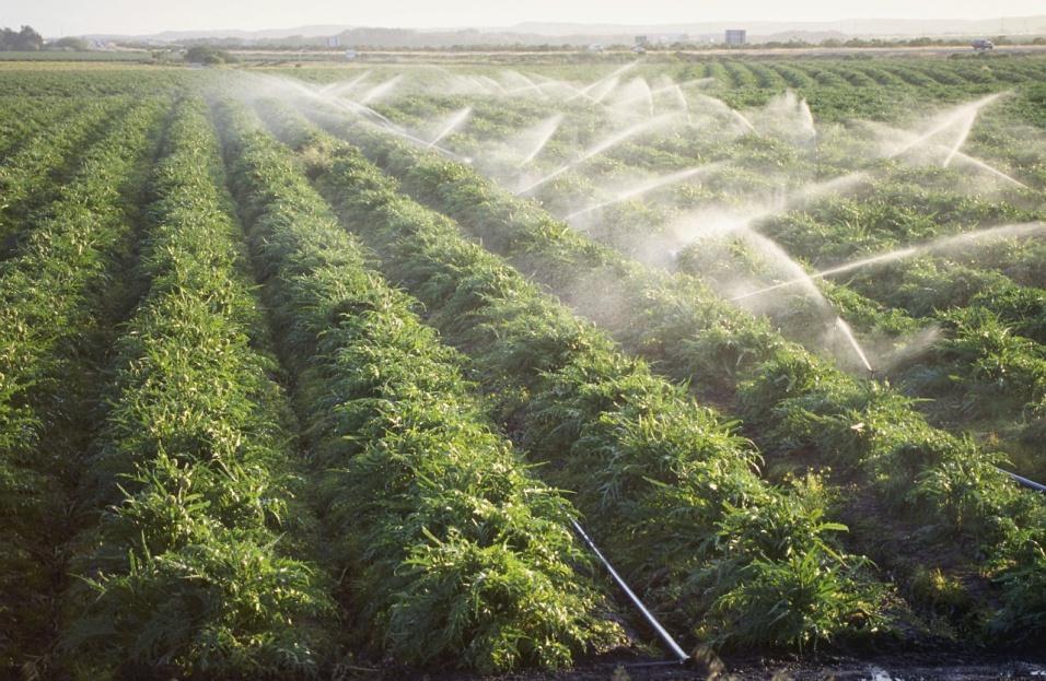 Irrigation source type: Preharvest Surface: greatest chance of contamination Groundwater: less