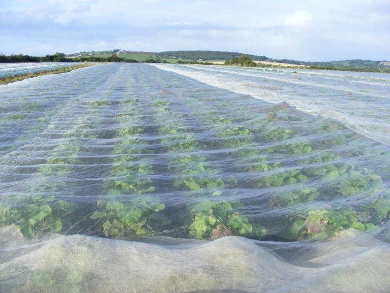 New Technologies Crop Covers Fleece and netting covers protects against many pests