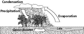 Cycles: o Water - water moves in a cycle between organisms on land, the land itself, and the atmosphere. All organisms need water. Plants need water because a plant splits water to produce oxygen.